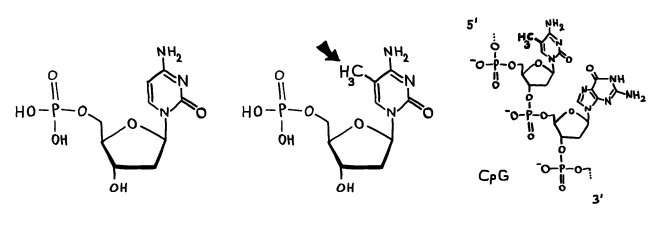 P1170268_Methylierung_CpG_650