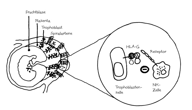 Gebärmutter_Trophoblast_HLA-G_NK-Zellen_650