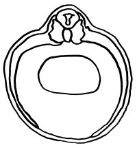 Querschnitt durch eine junge Froschlarve mit ersten Gewebetypen und Organen, die aus den drei Keimblättern entstanden sind. Oben  das Nueralrohr, in der Mitte der Darm.