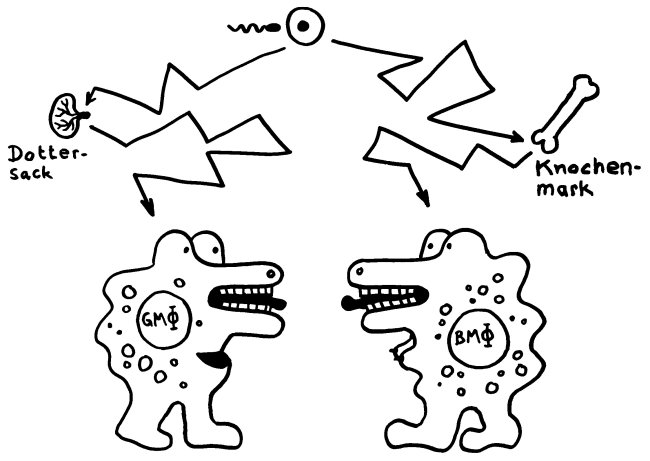 Gewebsmakrophagen (links) und Blut-Makrophagen sehen sich ähnlich und haben ähnliche Aufgaben, aber ganz unterschiedliche Vorgeschichten: Die einen stammen aus dem Dottersack, die anderen aus dem Knochenmark. 
