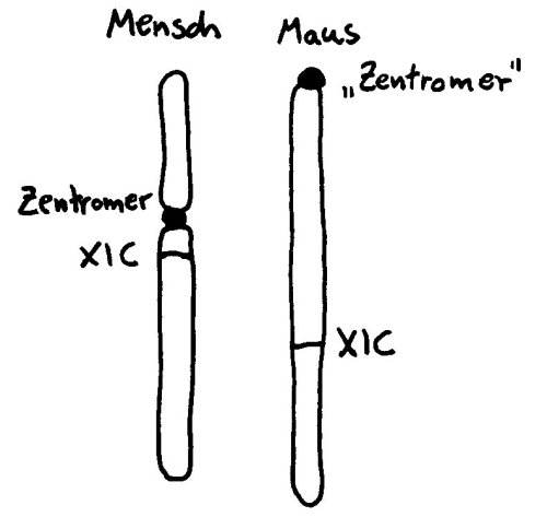 X-Chromosom_Mensch_Maus_500
