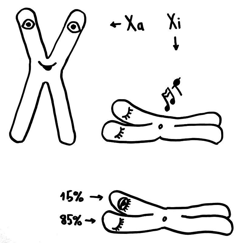 Oben: Von den beiden X-Chromosomen in einem weiblichen Embryo bleibt eines aktiv (Xa), das andere wird inaktiviert (Xi). Unten: 15 Prozent der Gene auf dem Xi bleiben aber ablesbar.