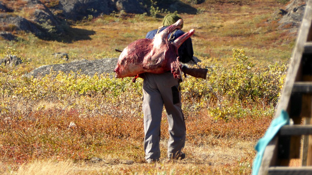 Die Darmflora Der Inuit Friendly Fire