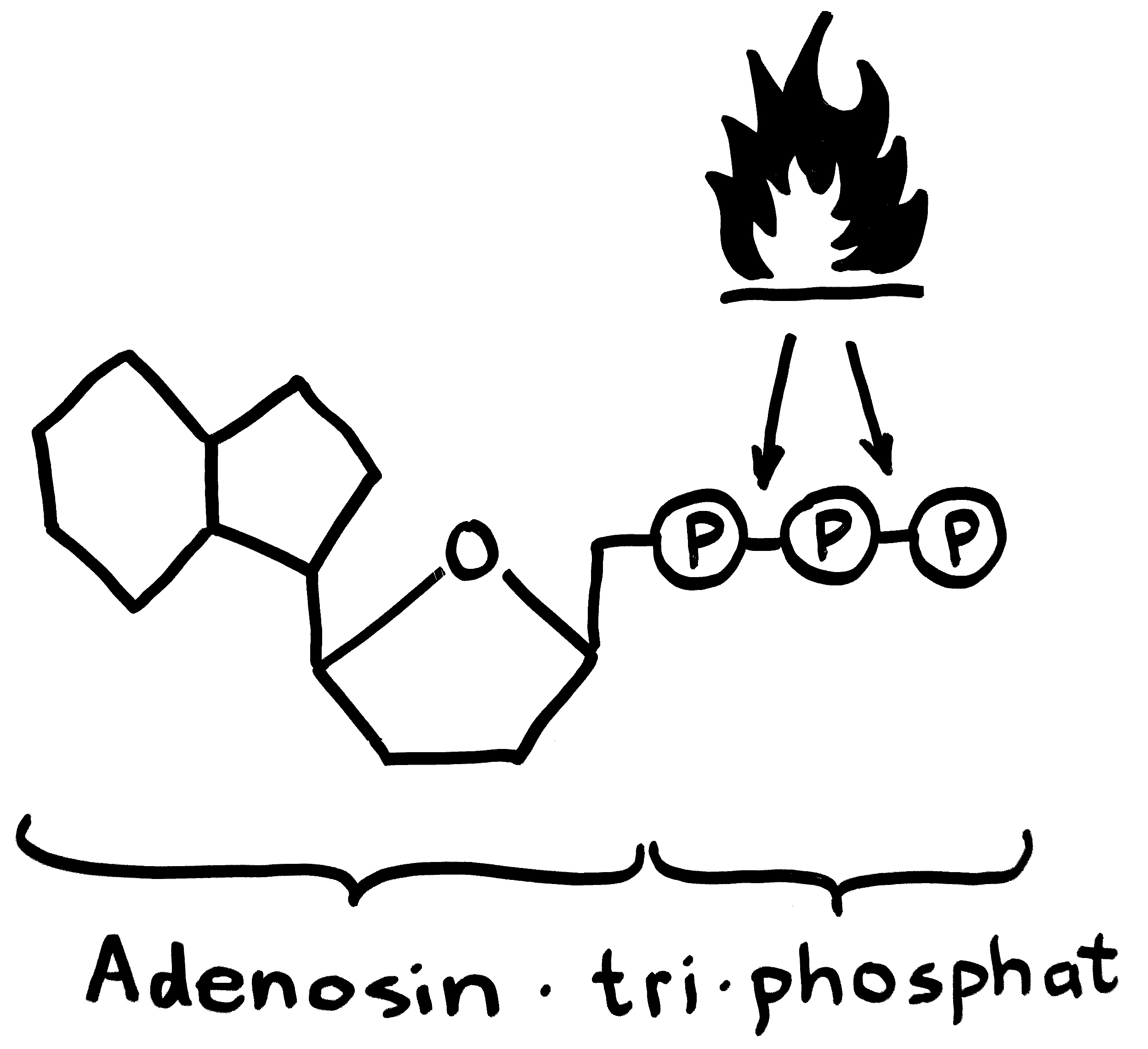 Atp Molekül Adenosintriphosphat Atp Ist Ein Organisches Molekul Das