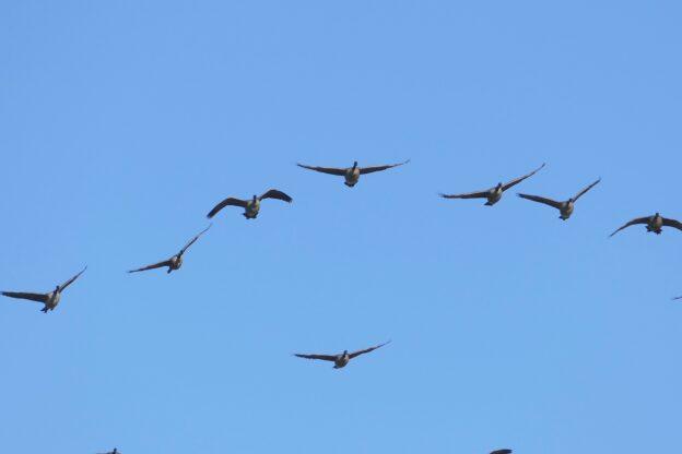 Kanadagänse am blauen Himmel, von schräg unten und vorne aufgenommen