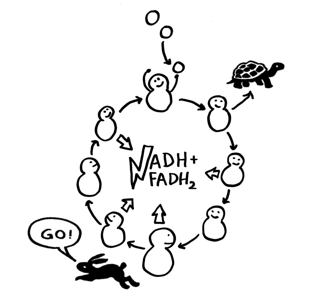 Comiczeichnung: Krebszyklus mit zwei Neben- bzw. Zwishcenprodukten, die als Signale dienen. Sie sind als Schildkröte und Hase dargestellt.