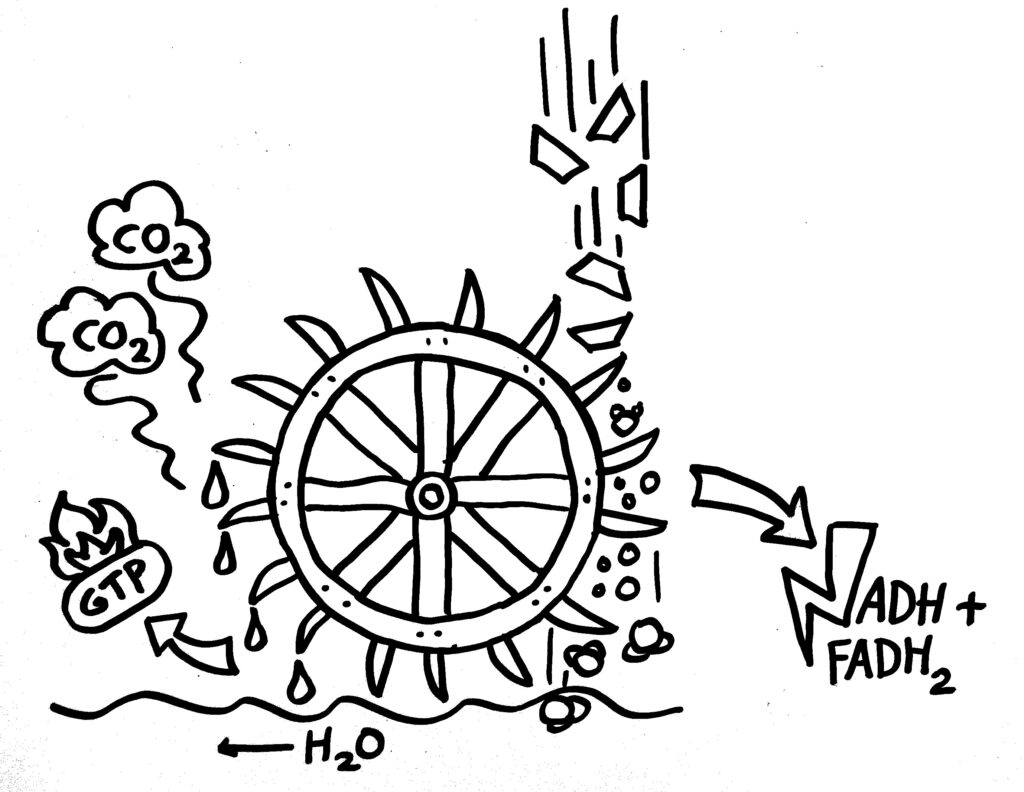 Comiczeichnung: Krebszyklus als Mühlrad