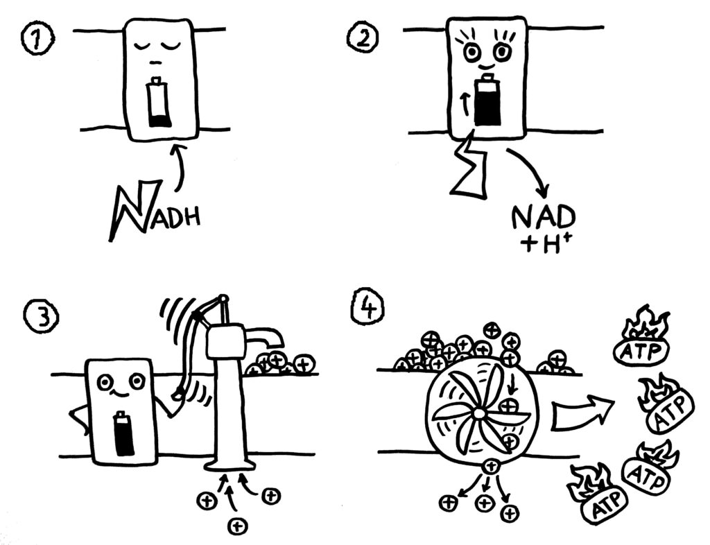 Comiczeichnung: oxidative Phosphorylierung als Aufbau eines Protonengradienten und dann Aufbau von ATP