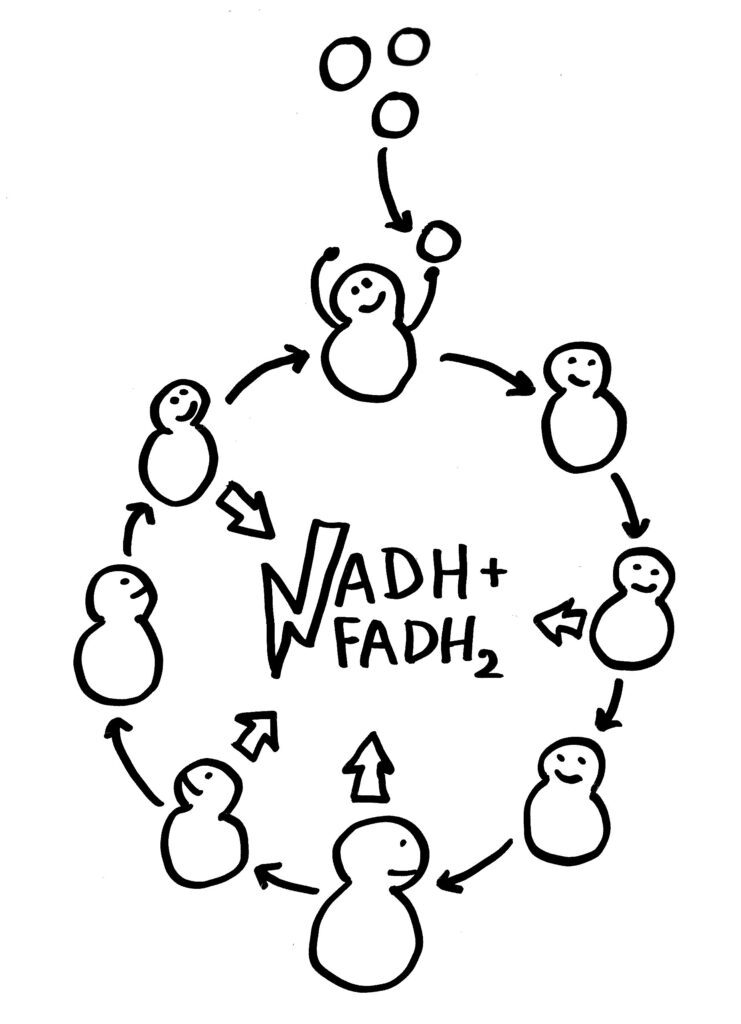 Comiczeichnung: Krebszyklus als Kreis von Enzymen, bei deren Reaktionen NADH+ und FADH2 entstehen