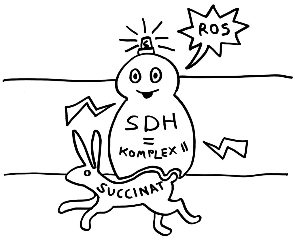 Comiczeichnung: Ein Enzym, das in eine Membran eingebettet ist, wacht bei Bindung con Succinat (in Hasenfrom) auf und produziert ROS.