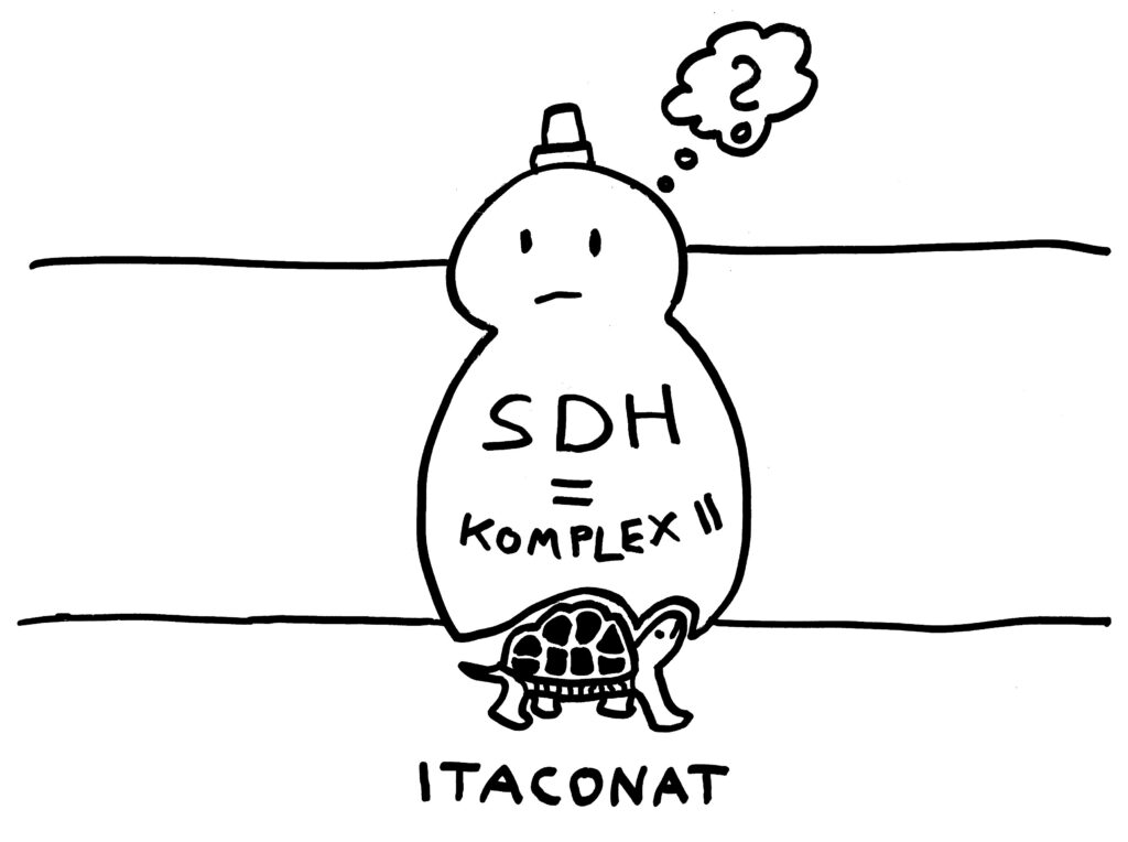 Comiczeichnung: Das Enzym ist blockiert, weil statt eines Hasen eine Schildkröte an die Bindungsstelle angedockt hat. Es produziert keine ROS.