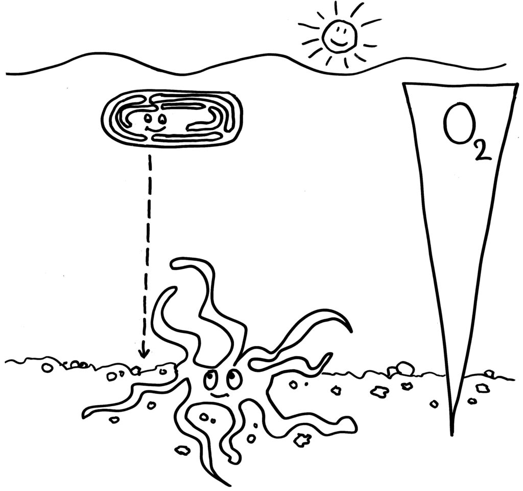 Karikatur: Die Bakterienzelle wandert den Sauerstoffgradienten hinab zum Archaeon,
